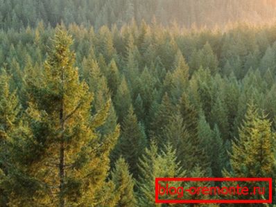 Fotos von Nadelwald - der Hauptlieferant von Bauholz Fotos von Nadelwald - der Hauptlieferant von Bauholz